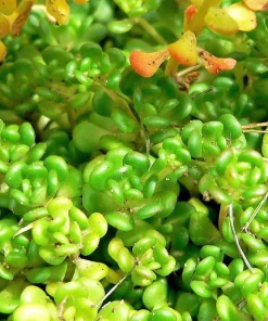 Oregon Stonecrop Sedum Oreganum Seeds - 50 Yellow Groundcover Seeds, Zone 4-10 - Image 4