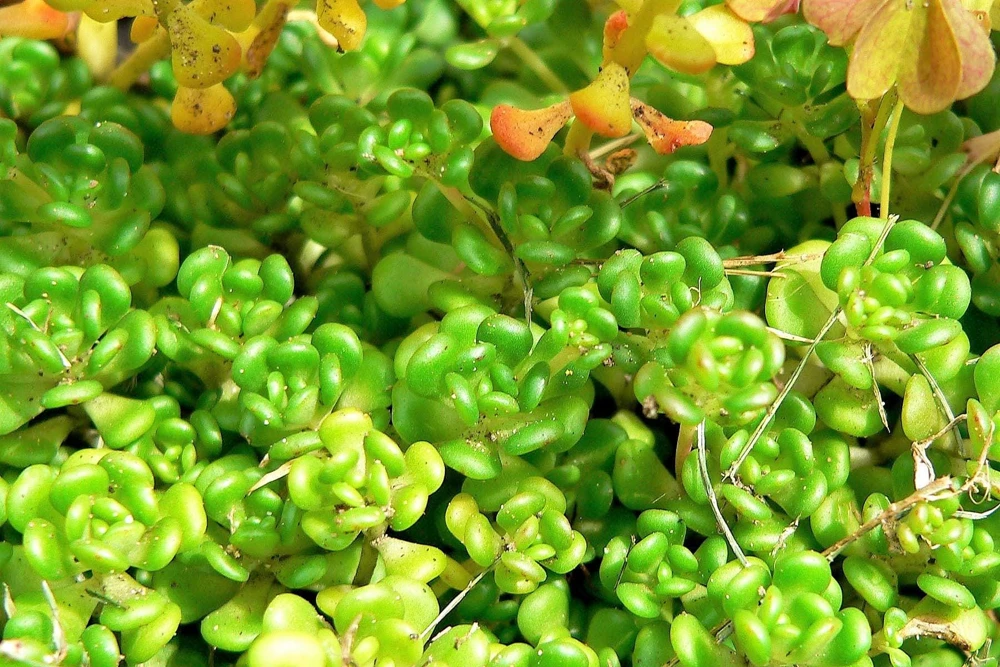 Oregon Stonecrop Sedum Oreganum Seeds - 50 Yellow Groundcover Seeds, Zone 4-10 - Image 4