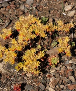 Oregon Stonecrop Sedum Oreganum Seeds - 50 Yellow Groundcover Seeds, Zone 4-10 - Image 5