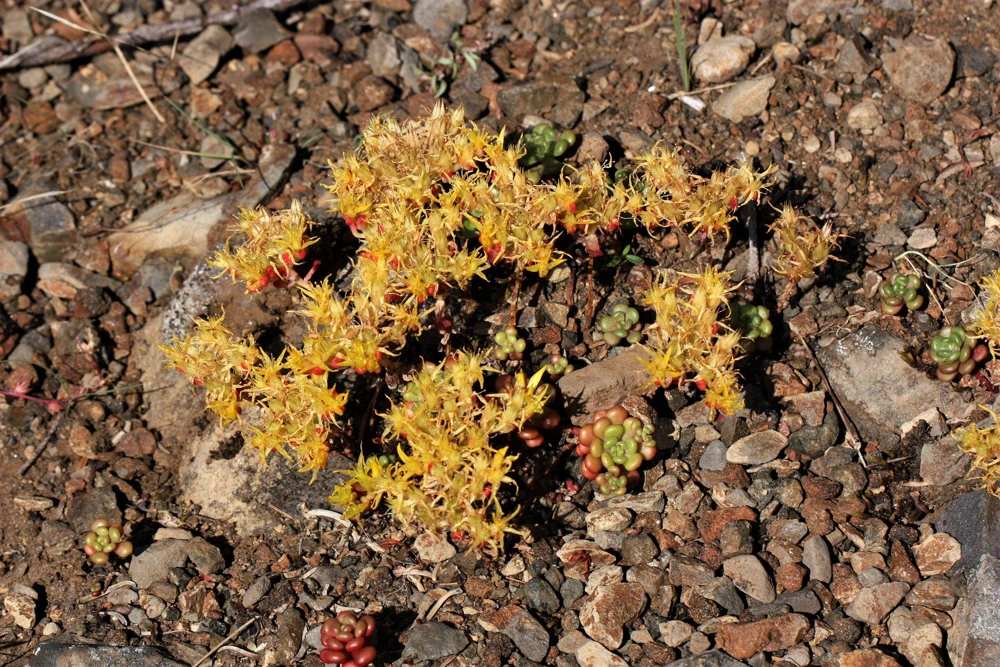 Oregon Stonecrop Sedum Oreganum Seeds - 50 Yellow Groundcover Seeds, Zone 4-10 - Image 5
