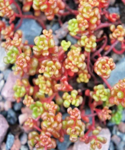 Oregon Stonecrop Sedum Oreganum Seeds - 50 Yellow Groundcover Seeds, Zone 4-10 - Image 6