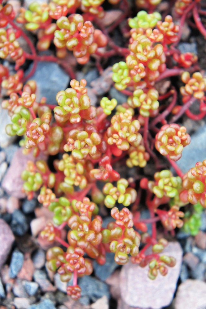 Oregon Stonecrop Sedum Oreganum Seeds - 50 Yellow Groundcover Seeds, Zone 4-10 - Image 6