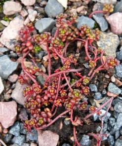 Oregon Stonecrop Sedum Oreganum Seeds - 50 Yellow Groundcover Seeds, Zone 4-10 - Image 7