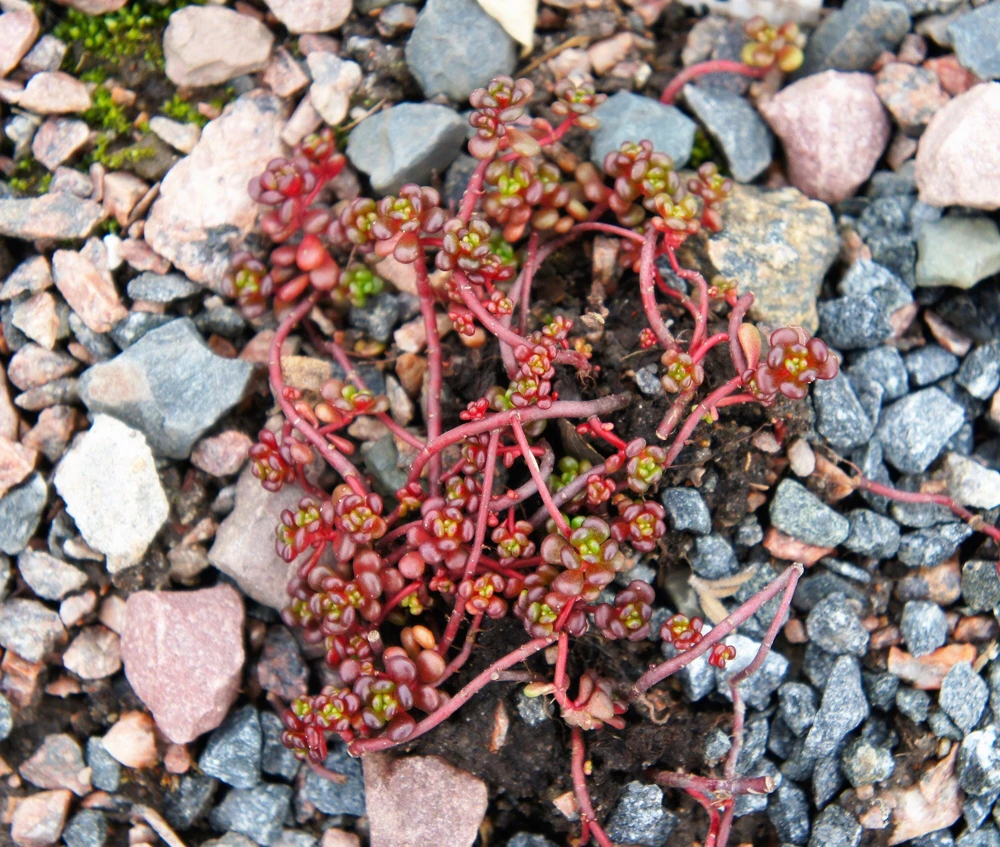 Oregon Stonecrop Sedum Oreganum Seeds - 50 Yellow Groundcover Seeds, Zone 4-10 - Image 7
