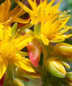 Oregon Stonecrop Sedum Oreganum Seeds - 50 Yellow Groundcover Seeds, Zone 4-10 - Image 8