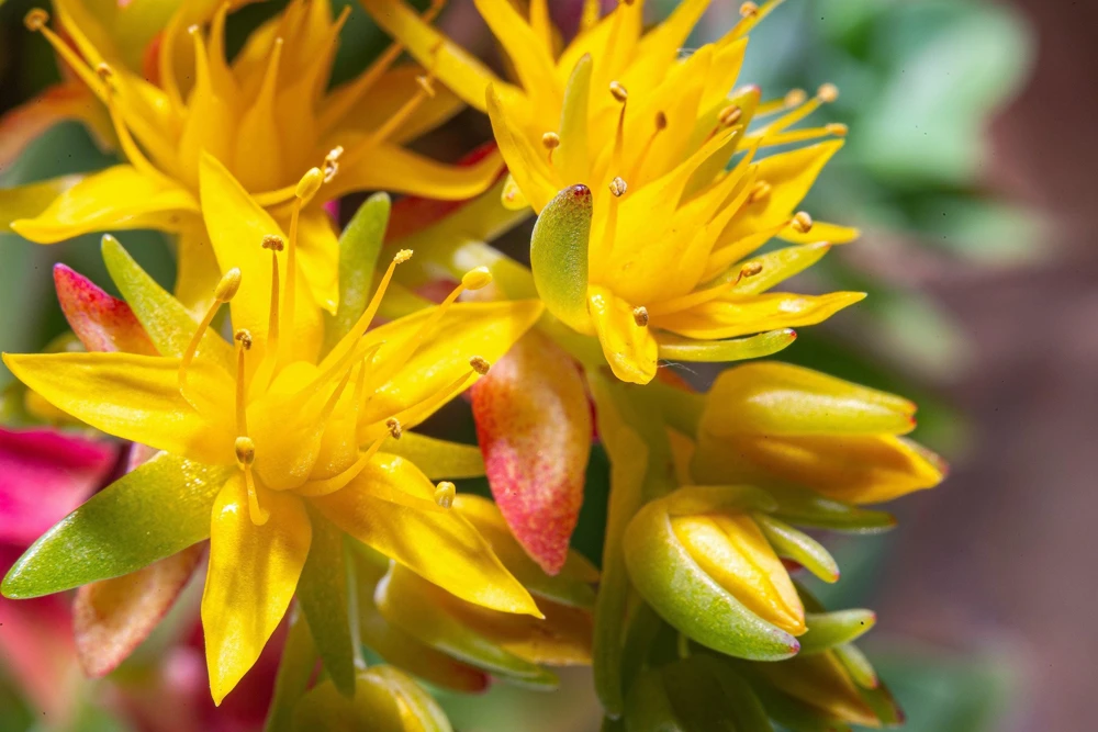 Oregon Stonecrop Sedum Oreganum Seeds - 50 Yellow Groundcover Seeds, Zone 4-10 - Image 8