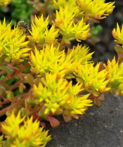 Oregon Stonecrop Sedum Oreganum Seeds - 50 Yellow Groundcover Seeds, Zone 4-10 - Image 9