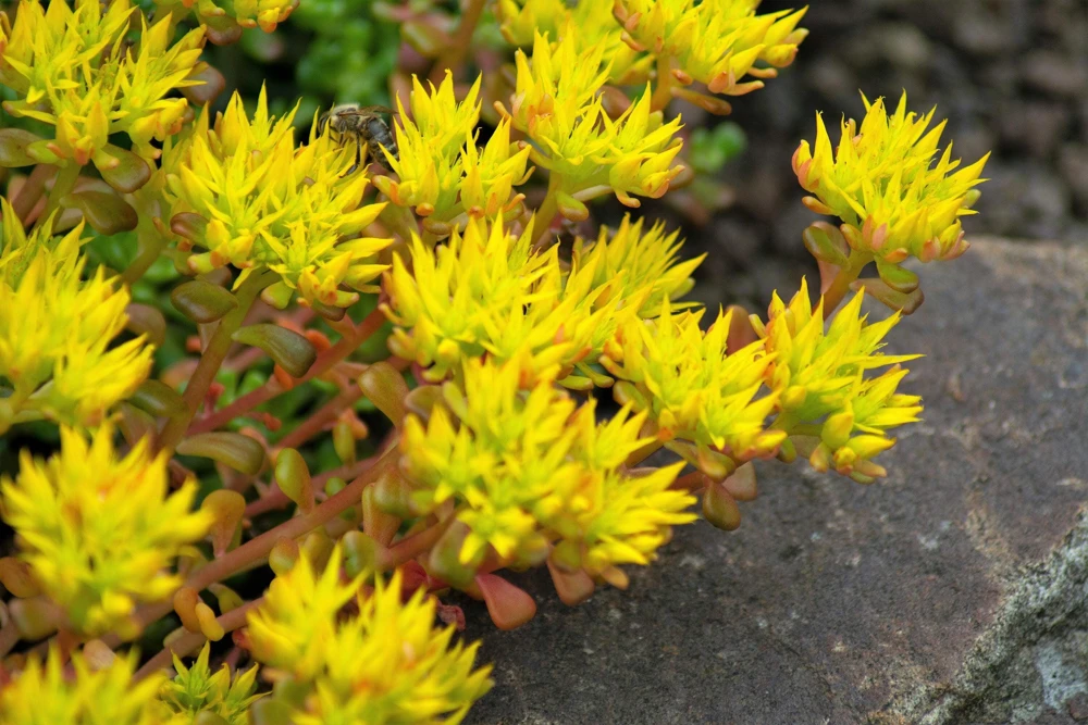 Oregon Stonecrop Sedum Oreganum Seeds - 50 Yellow Groundcover Seeds, Zone 4-10 - Image 9