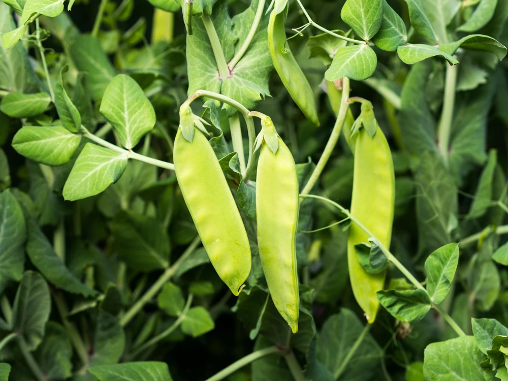 Oregon Sugar Pod II Pea Seeds – 50 Count – Pisum Sativum Macrocarpon – Vegetable Seeds - Image 2
