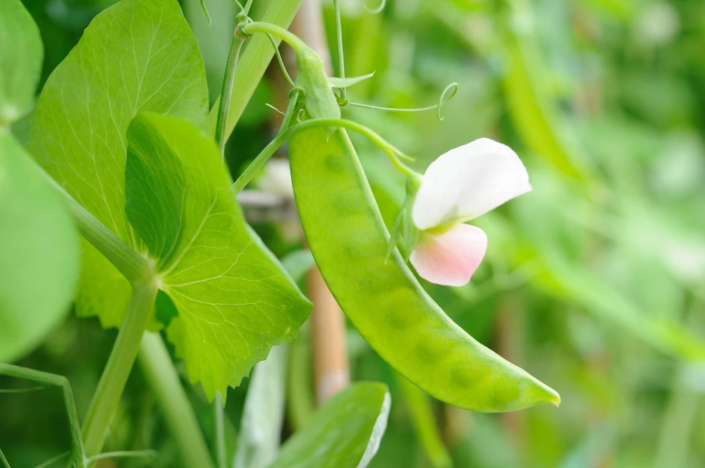 Oregon Sugar Pod II Pea Seeds – 50 Count – Pisum Sativum Macrocarpon – Vegetable Seeds - Image 4