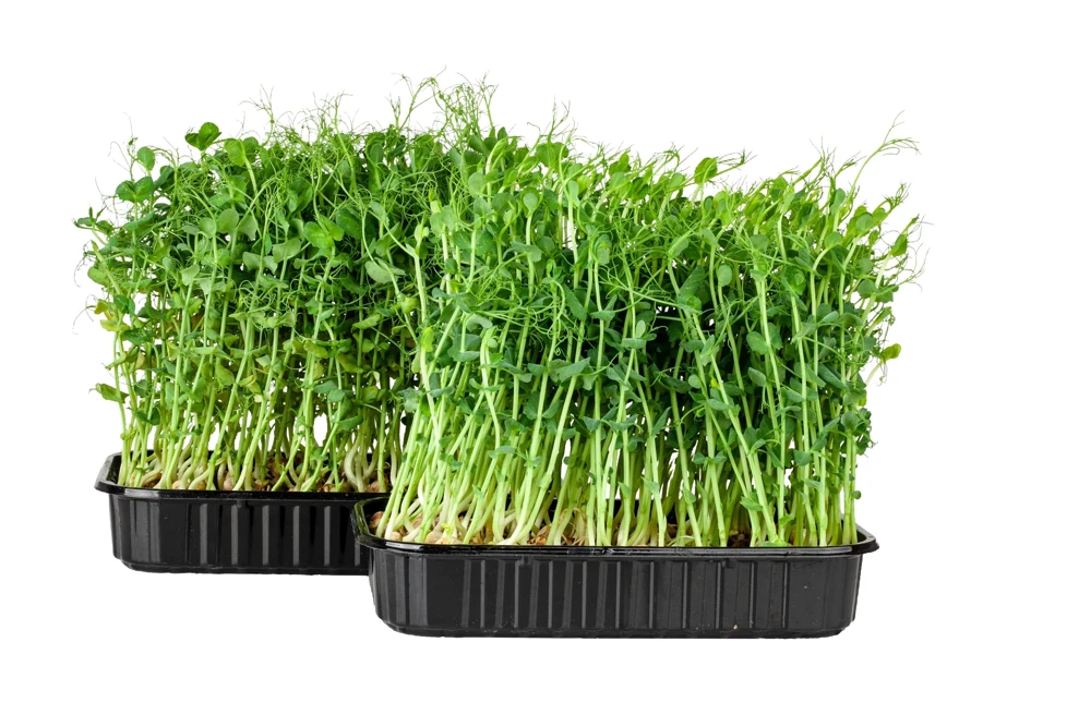 Oregon Sugar Pod II Pea Seeds – 50 Count – Pisum Sativum Macrocarpon – Vegetable Seeds - Image 5