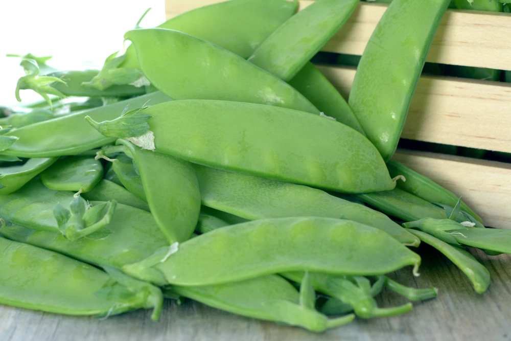 Oregon Sugar Pod II Pea Seeds – 50 Count – Pisum Sativum Macrocarpon – Vegetable Seeds - Image 1