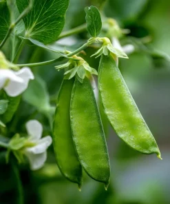 Oregon Sugar Pod Snow Pea Seeds - 30 Count for Sweet, Crisp Peas - Image 4