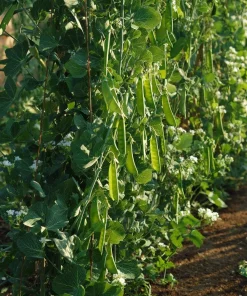 Oregon Sugar Pod Snow Pea Seeds - 30 Count for Sweet, Crisp Peas - Image 5