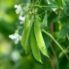 Oregon Sugar Pod Snow Pea Seeds - 30 Count for Sweet, Crisp Peas - Image 1