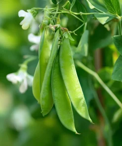 Oregon Sugar Pod Snow Pea Seeds - 30 Count for Sweet, Crisp Peas - Image 1