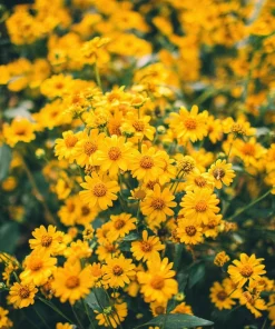 Oregon Sunshine Seeds – Woolly Sunflower, Bright Yellow Blooms, 100 Seeds, Hardy Perennial - Image 2