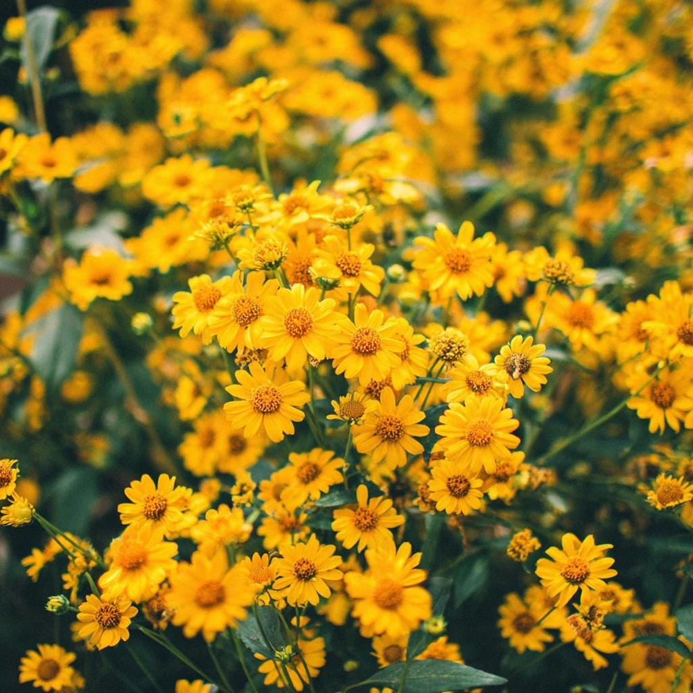 Oregon Sunshine Seeds – Woolly Sunflower, Bright Yellow Blooms, 100 Seeds, Hardy Perennial - Image 2