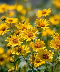 Oregon Sunshine Seeds – Woolly Sunflower, Bright Yellow Blooms, 100 Seeds, Hardy Perennial - Image 3