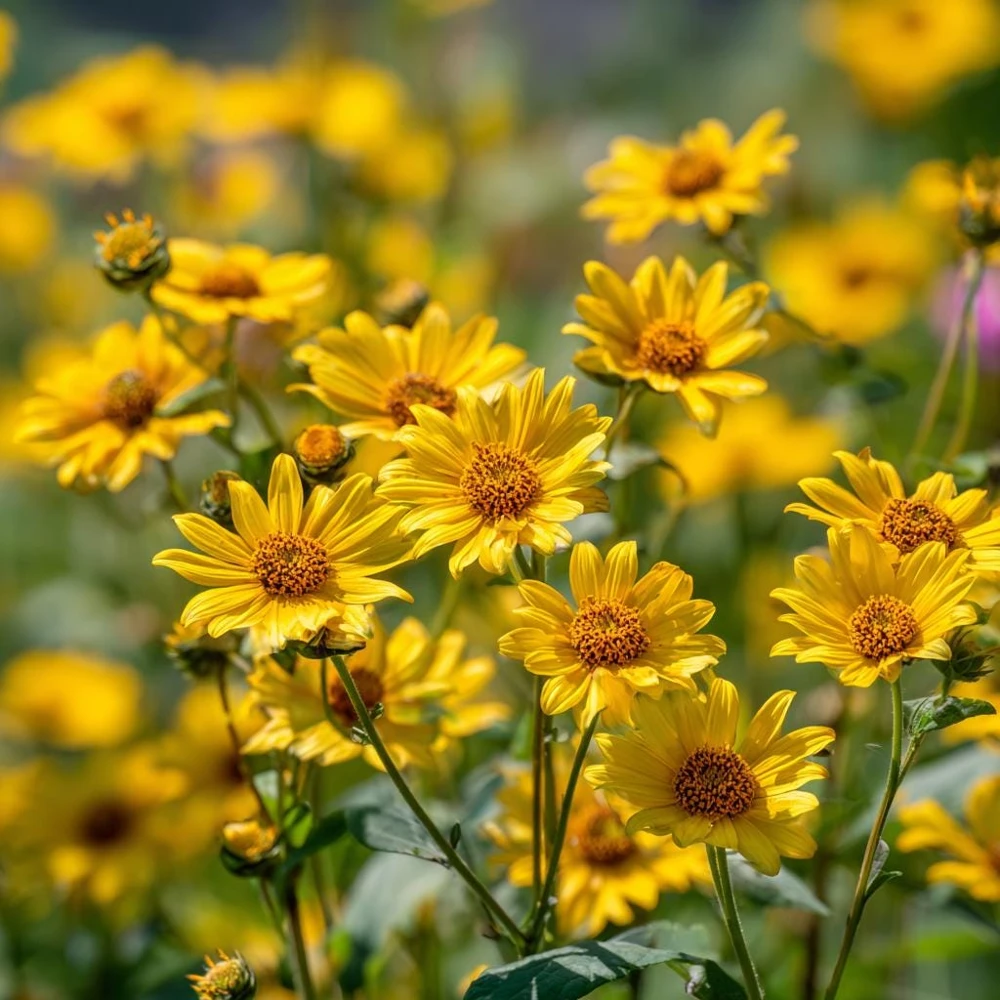 Oregon Sunshine Seeds – Woolly Sunflower, Bright Yellow Blooms, 100 Seeds, Hardy Perennial - Image 3