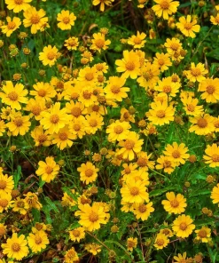 Oregon Sunshine Seeds – Woolly Sunflower, Bright Yellow Blooms, 100 Seeds, Hardy Perennial - Image 4