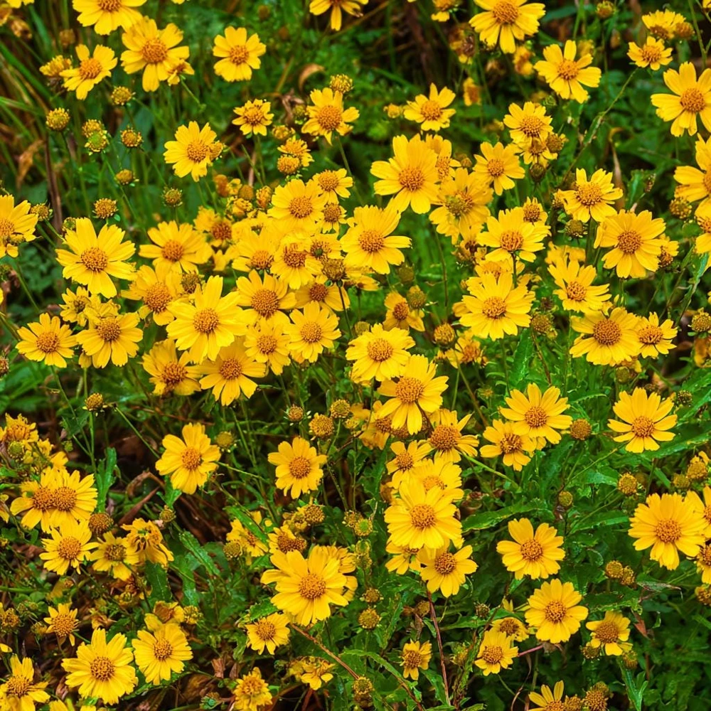Oregon Sunshine Seeds – Woolly Sunflower, Bright Yellow Blooms, 100 Seeds, Hardy Perennial - Image 4