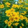 Oregon Sunshine Seeds – Woolly Sunflower, Bright Yellow Blooms, 100 Seeds, Hardy Perennial - Image 1