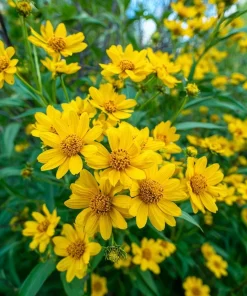 Oregon Sunshine Seeds – Woolly Sunflower, Bright Yellow Blooms, 100 Seeds, Hardy Perennial - Image 1