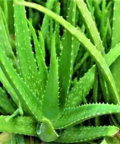 Organic Aloe Vera Live Plant – Succulent Medicinal – 3 in Tall – Indoor/Outdoor - Image 2
