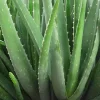 Organic Aloe Vera Live Plant – Succulent Medicinal – 3 in Tall – Indoor/Outdoor - Image 1