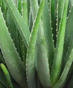 Organic Aloe Vera Live Plant – Succulent Medicinal – 3 in Tall – Indoor/Outdoor - Image 1