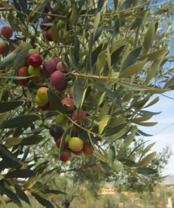 Organic Arbequina Olive Tree Live Starter Plant 6-10