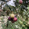Organic Arbequina Olive Tree Live Starter Plant 6-10" Tall in 2.5" Pot - Indoor/Outdoor Fruit Tree - Image 1