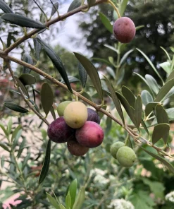 Organic Arbequina Olive Tree Live Starter Plant 6-10
