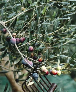 Organic Arbequina Olive Tree Live Starter Plant 6-10