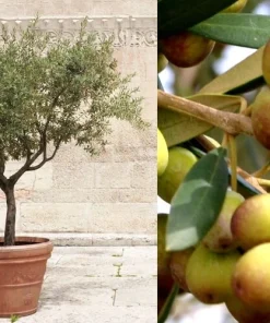 Organic Arbequina Olive Tree Live Starter Plant 6-10