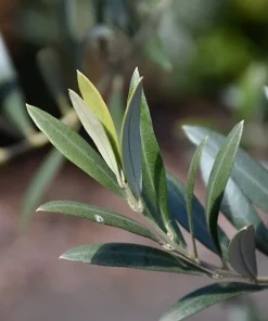 Organic Arbequina Olive Tree Live Starter Plant 6-10