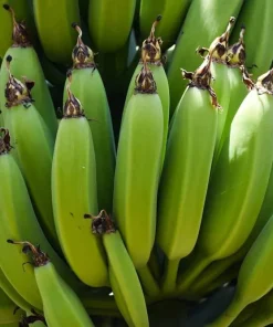 Organic Banana Gran Nain Musa Live Starter Plant Ships in Pot, Banana Tree, Tropical Fruit Plant - Image 2