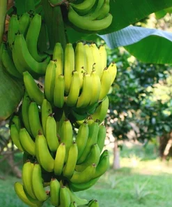 Organic Banana Gran Nain Musa Live Starter Plant Ships in Pot, Banana Tree, Tropical Fruit Plant - Image 3