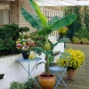 Organic Banana Gran Nain Musa Live Starter Plant Ships in Pot, Banana Tree, Tropical Fruit Plant - Image 1