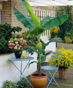 Organic Banana Gran Nain Musa Live Starter Plant Ships in Pot, Banana Tree, Tropical Fruit Plant - Image 1