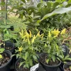 Organic Banana Pepper Live Plant – Sweet Vegetable for Home Garden - Image 1