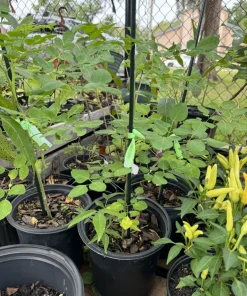 Organic Banana Pepper Live Plant - Sweet Yellow Vegetable Starter - Image 2