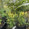 Organic Banana Pepper Live Plant - Sweet Yellow Vegetable Starter - Image 1