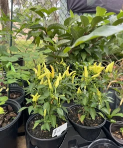 Organic Banana Pepper Live Plant - Sweet Yellow Vegetable Starter - Image 1