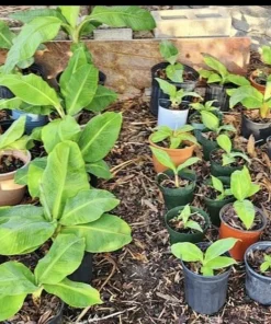 Organic Banana Tree Live Plant with Pot - Tropical Fruit Tree - Image 2