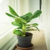 Organic Banana Tree Live Plant with Pot - Tropical Fruit Plant - Image 1