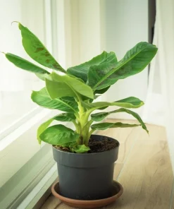 Organic Banana Tree Live Plant with Pot - Tropical Fruit Tree - Image 1