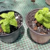 Organic Basil Live Plant - Culinary Herb in Pot - Edible - Image 1