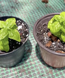 Organic Basil Live Plant - Culinary Herb in Pot - Edible - Image 1